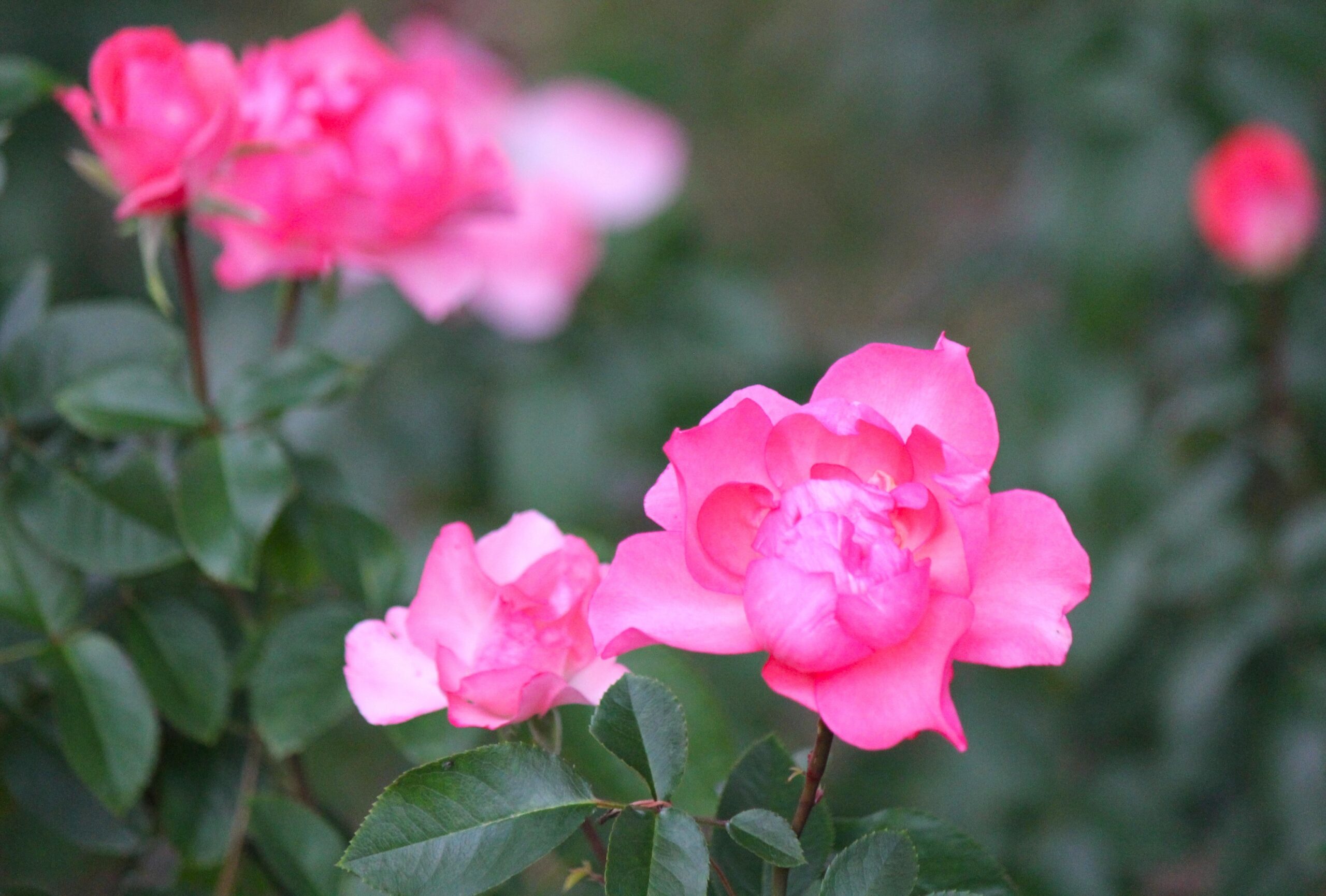 国営ひたち海浜公園