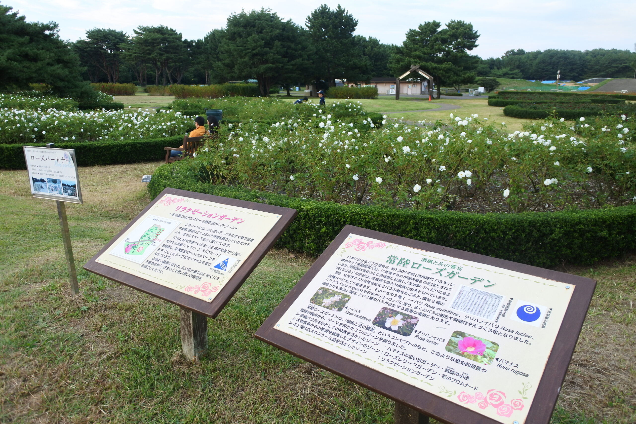 国営ひたち海浜公園