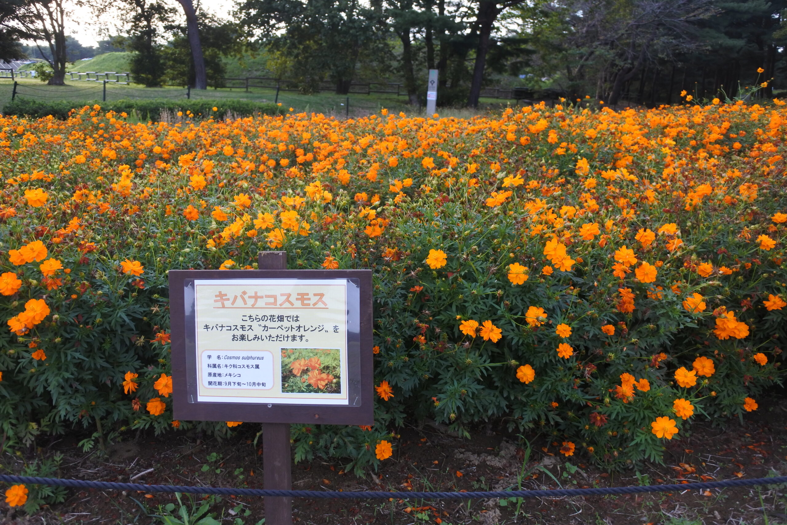 国営ひたち海浜公園
