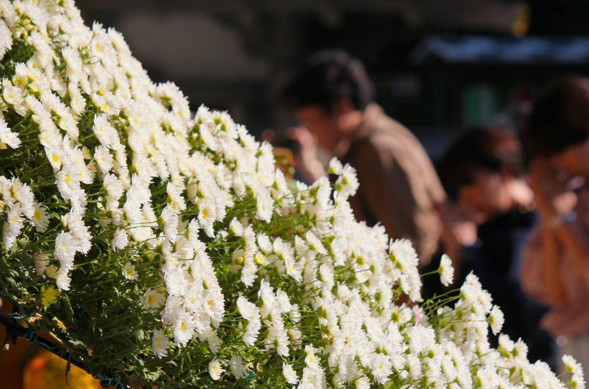 文京菊まつり