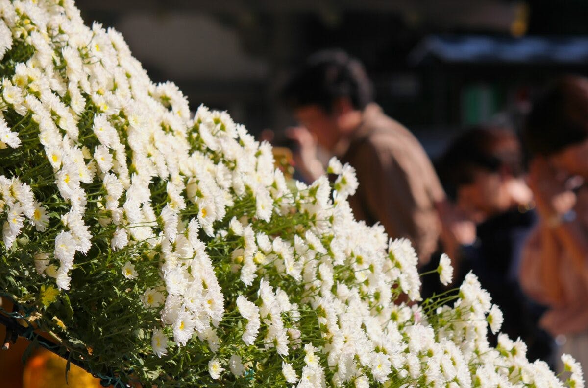 文京菊まつり