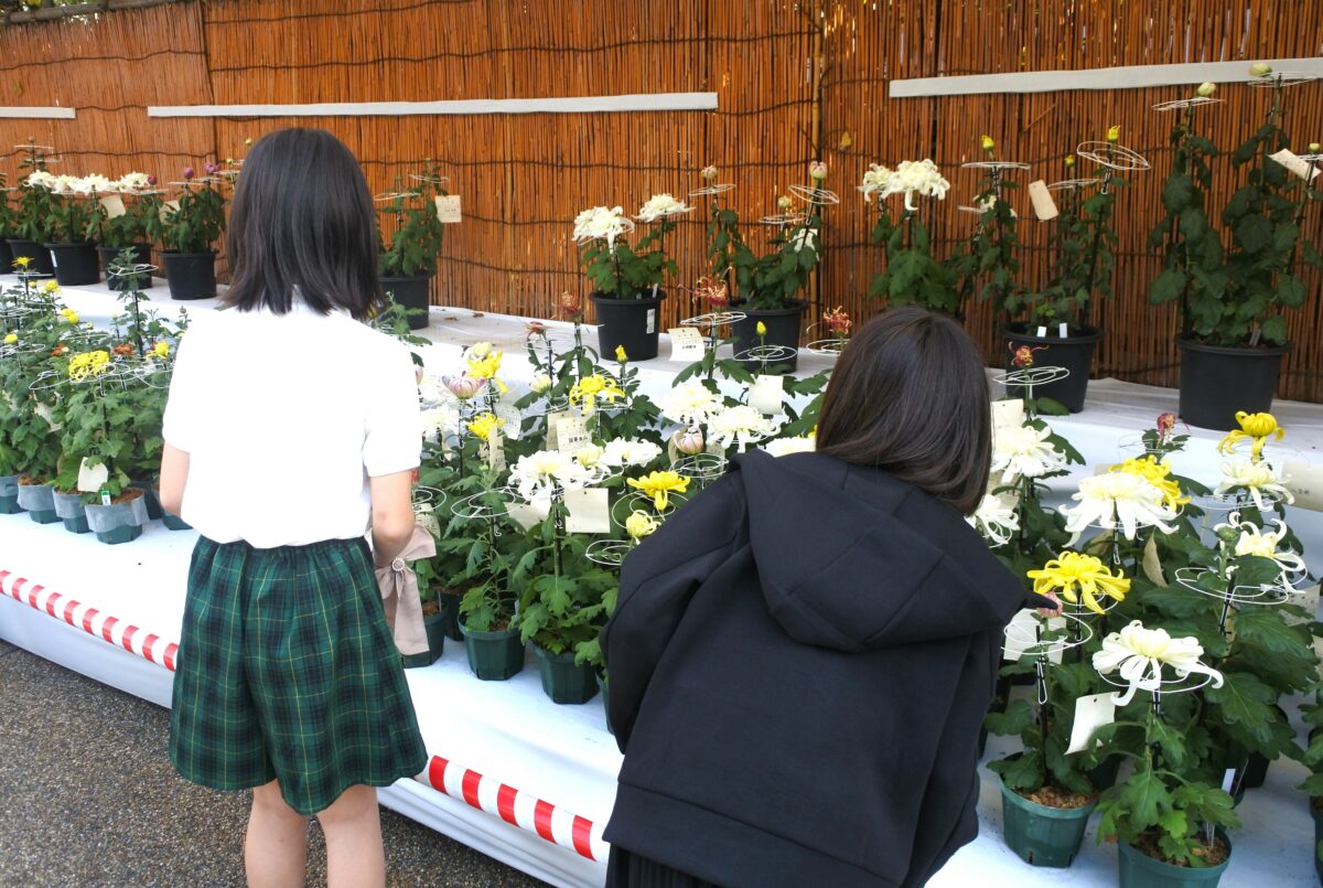 文京菊まつり