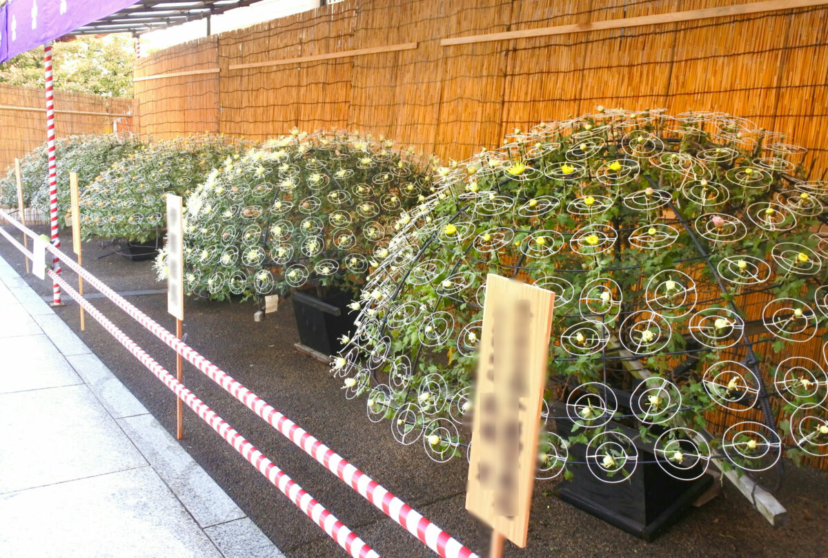 文京菊まつり