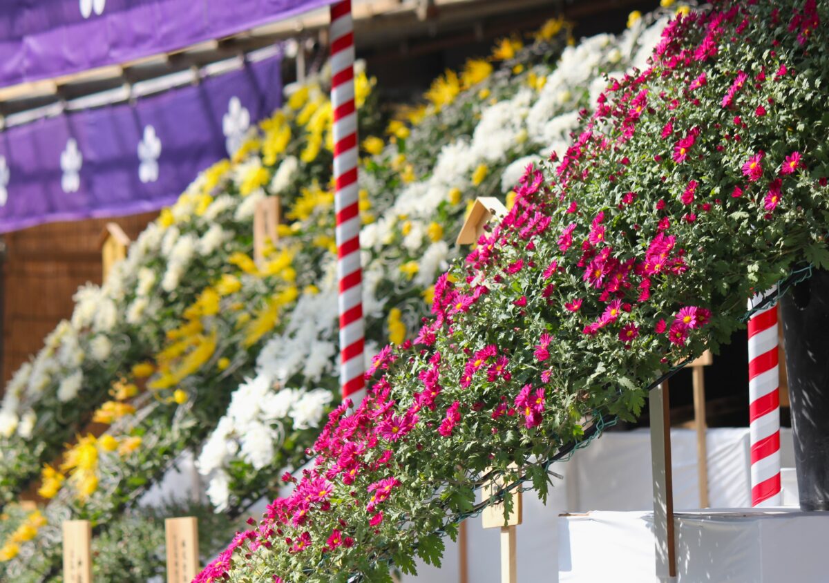 文京菊まつり