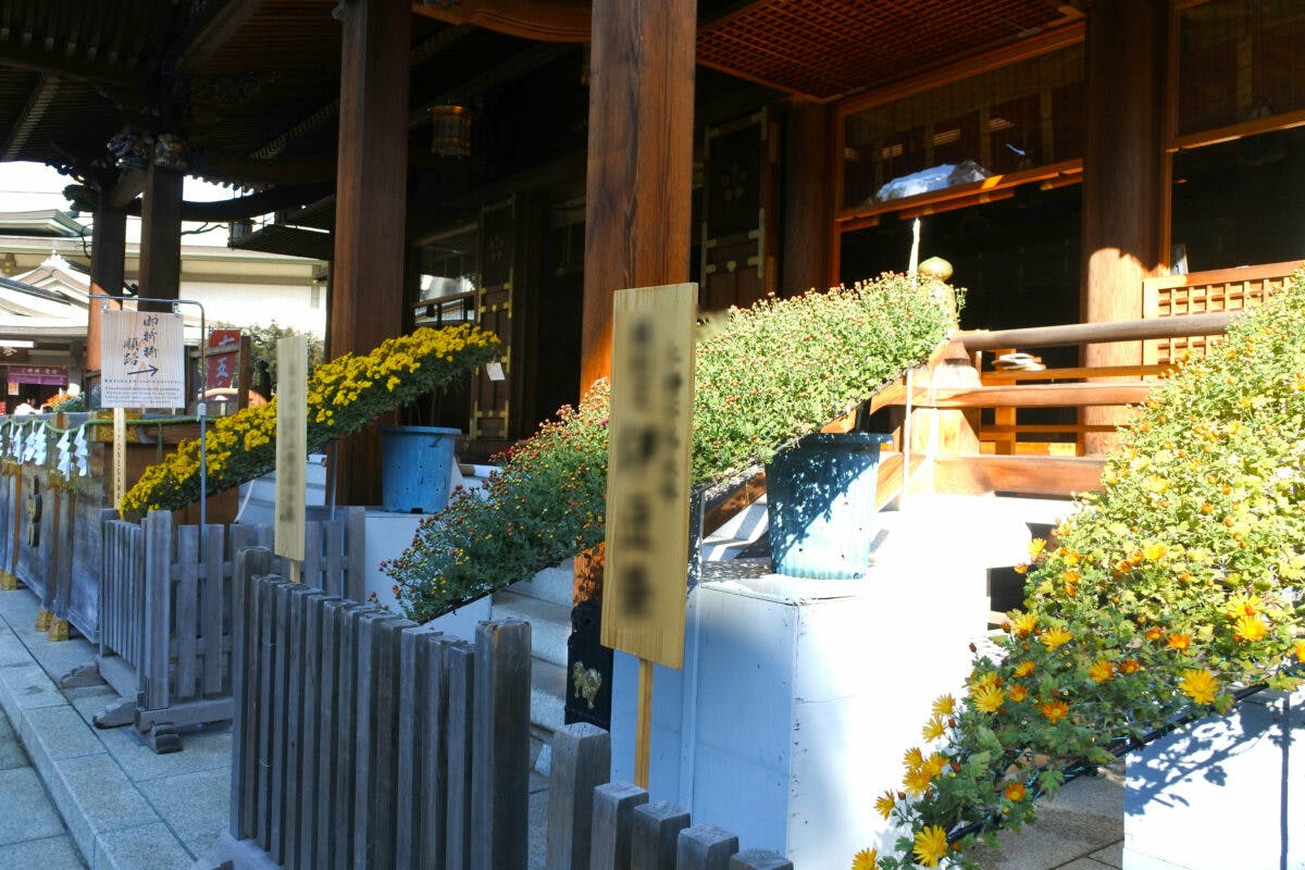 文京菊まつり