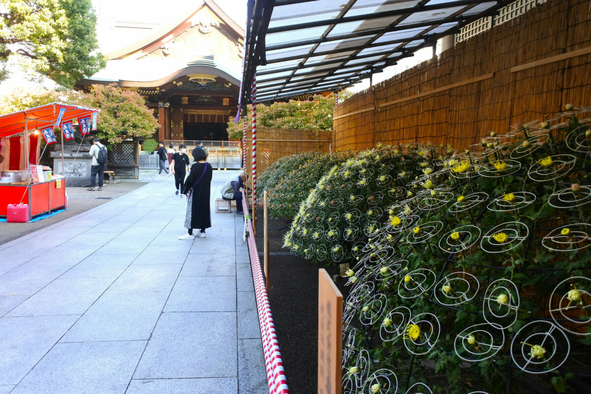 文京菊まつり