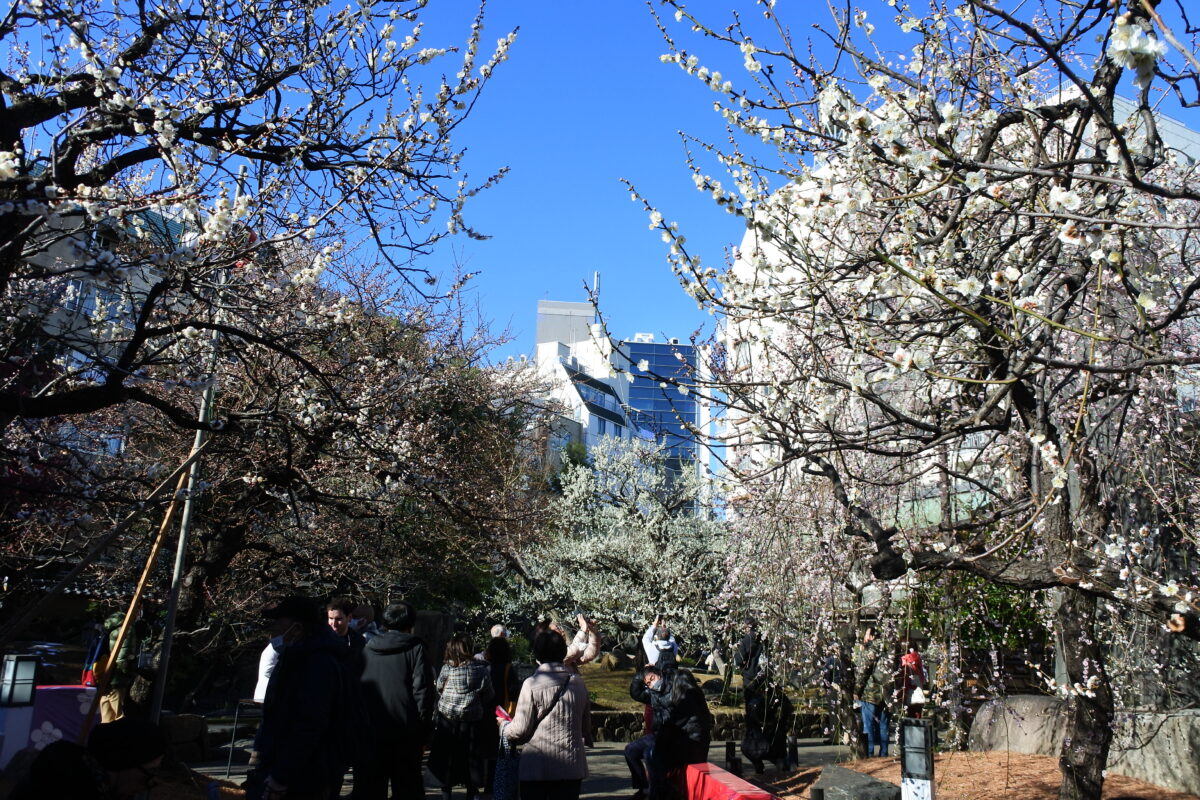 文京梅まつり