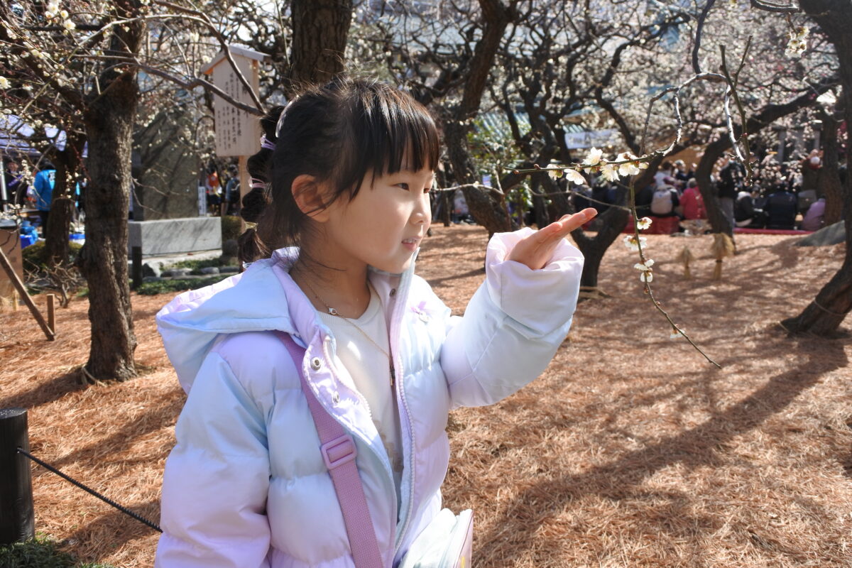 文京梅まつり
