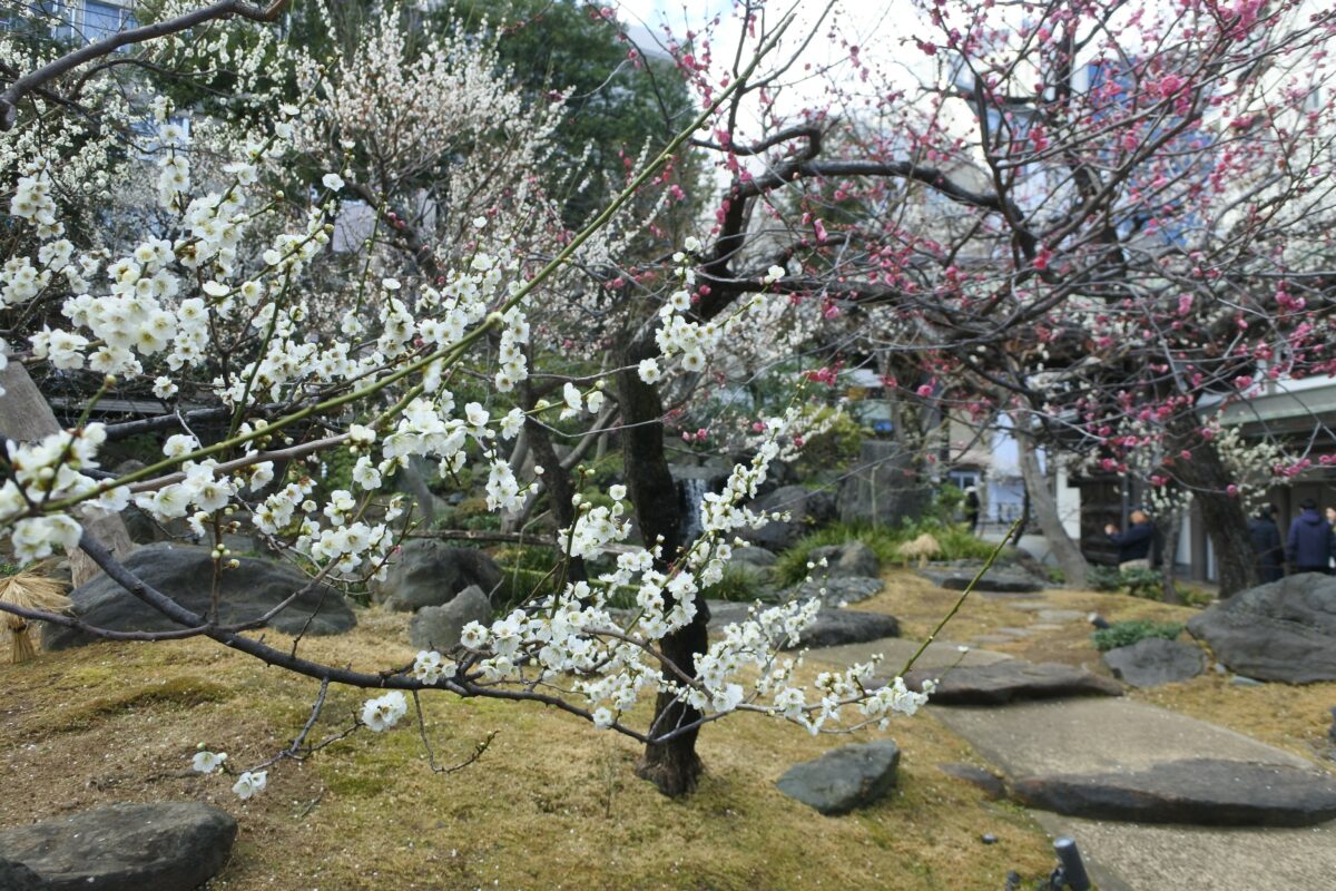 文京梅まつり