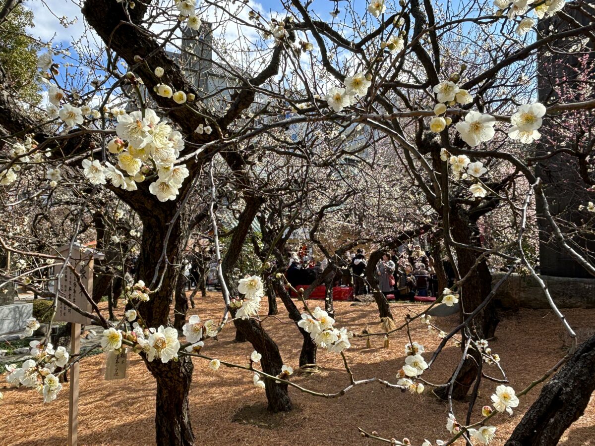 文京梅まつり