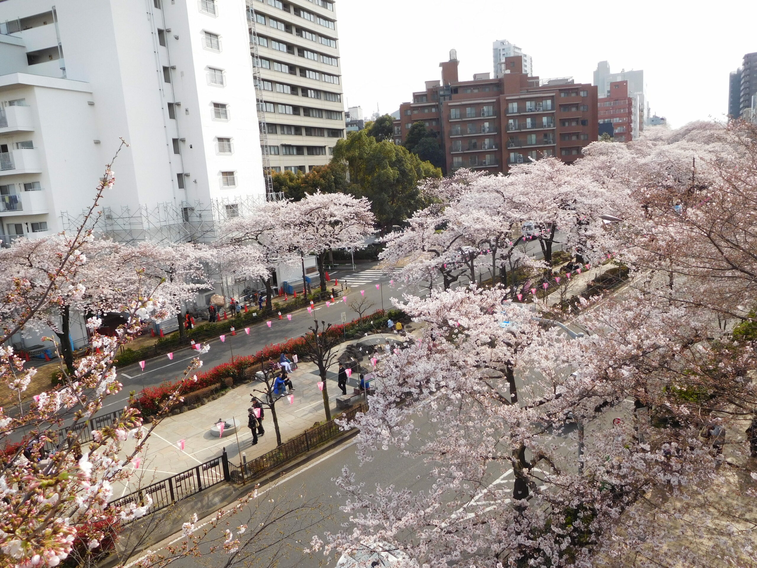 文京さくらまつり