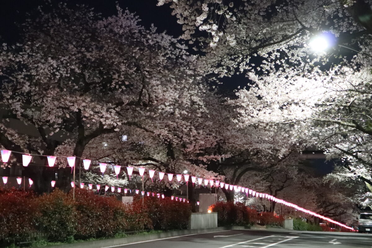 文京さくらまつり