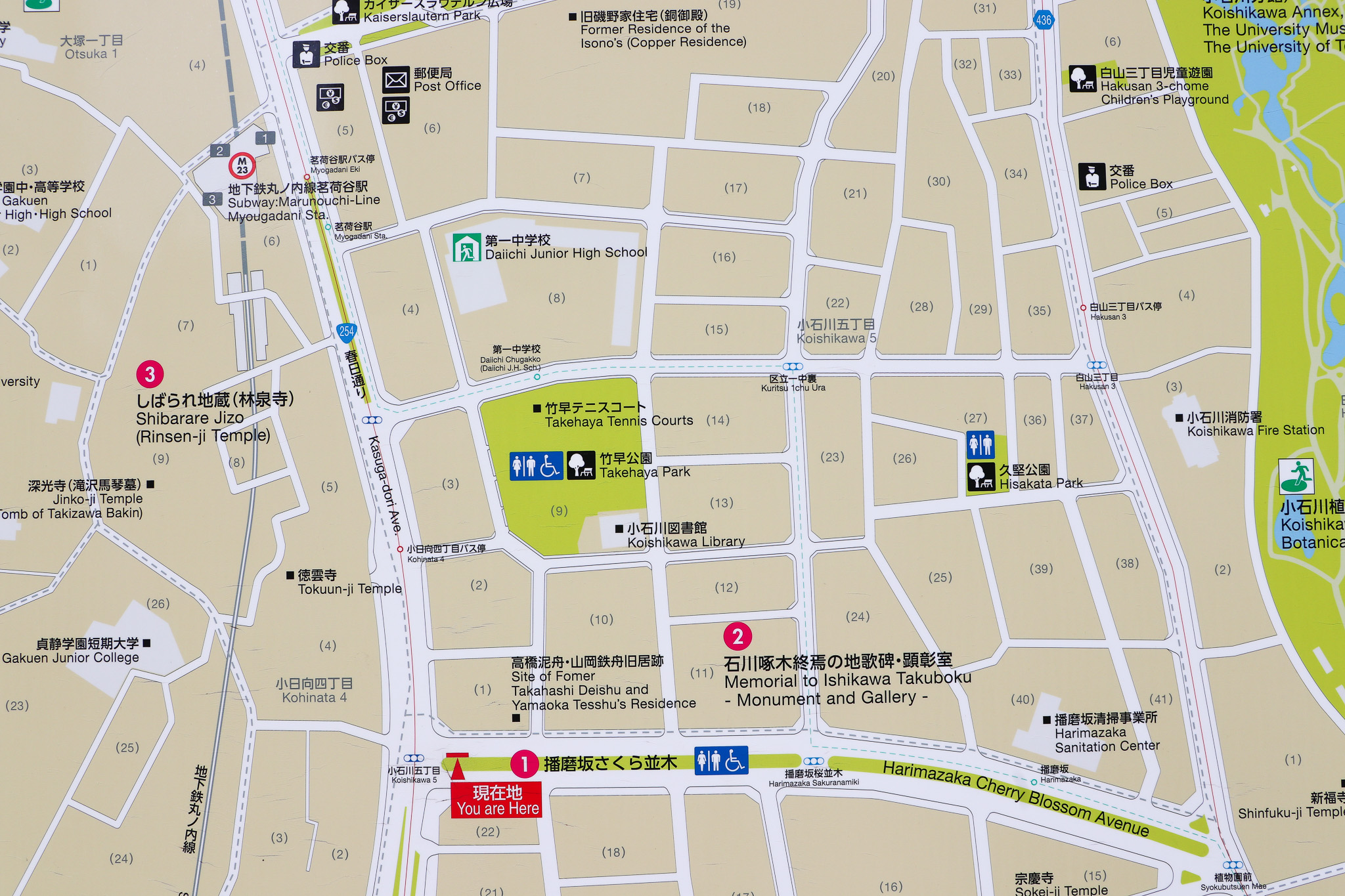 文京さくらまつり