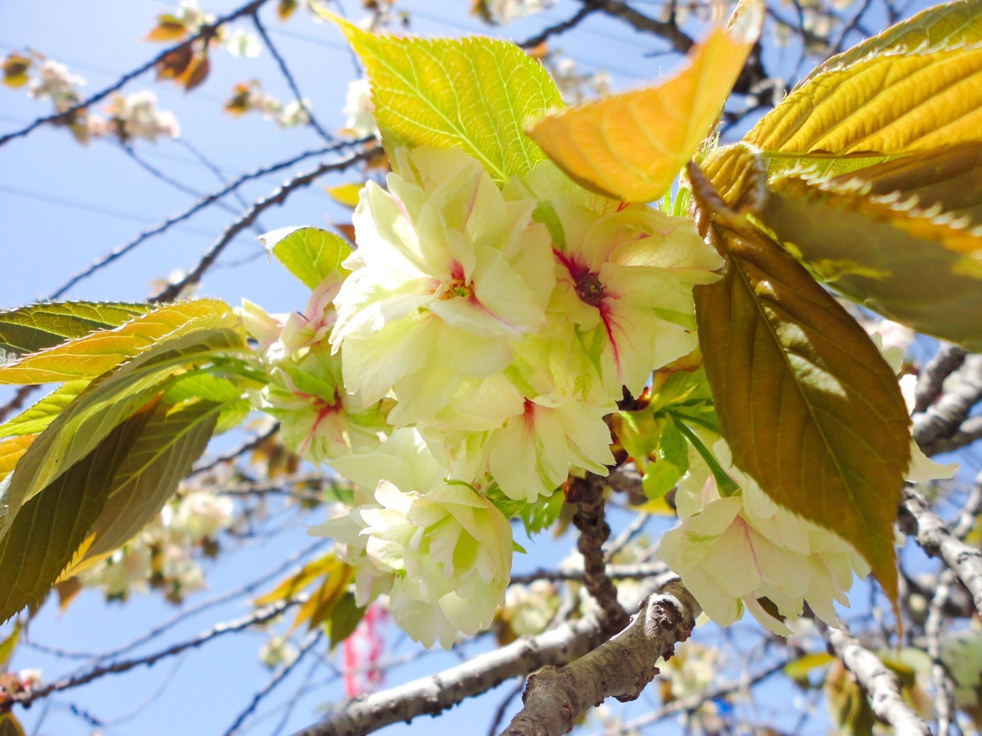 鬱金(ウコン)桜