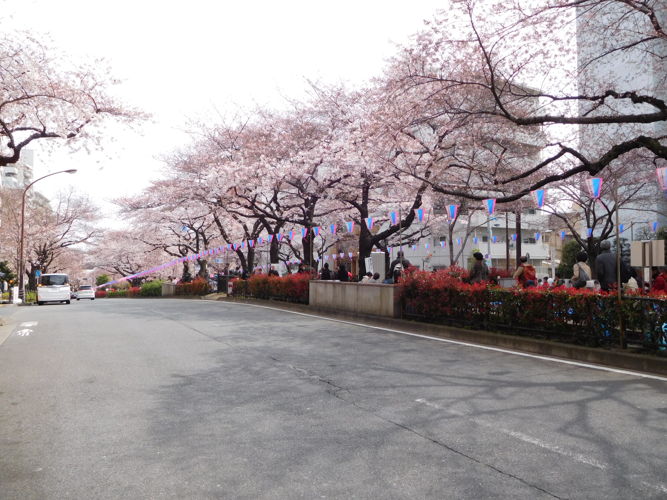 文京さくらまつり