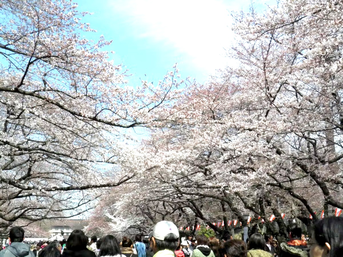 日本の春を彩るブランドプロモーション！「オマツリジャパン」の桜祭り協賛プラン