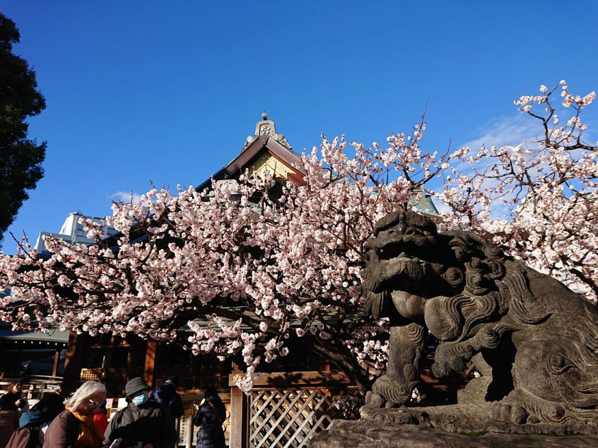 2025年文京梅まつり(湯島天神梅まつり)の見所を徹底解説！大人も子どもも楽しめるイベントが盛り沢山！＜東京＞