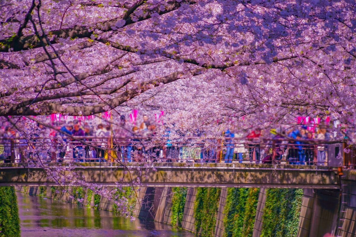 日本の春を彩るブランドプロモーション！「オマツリジャパン」の桜祭り協賛プラン